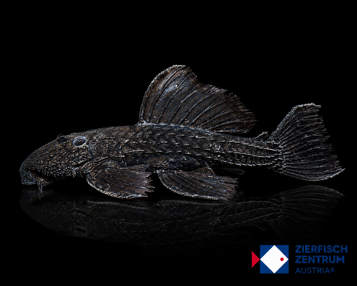 Pseudacanthicus sp. L-320