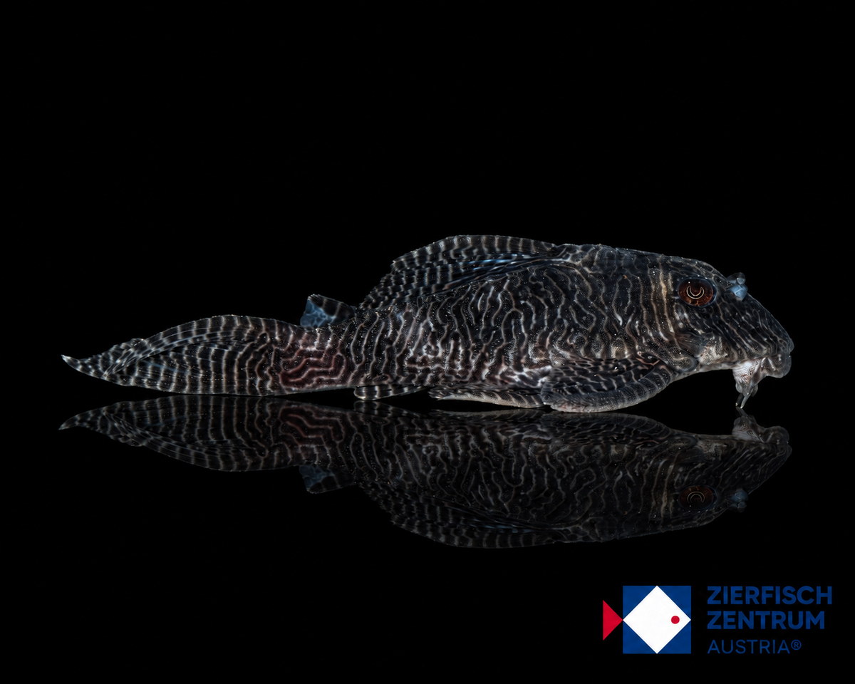 Hypancistrus sp L-411