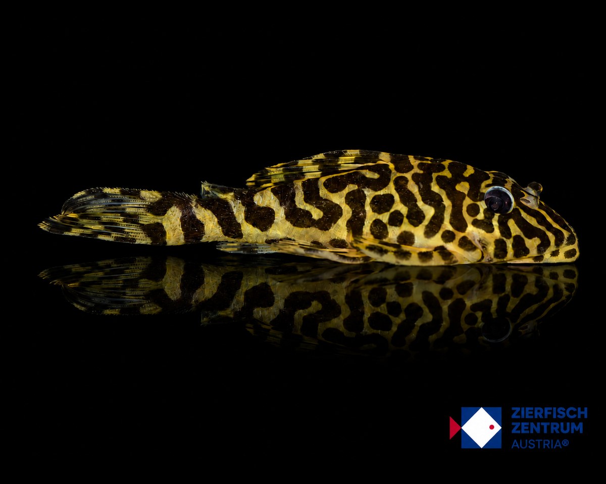 Peckoltia compta L-134