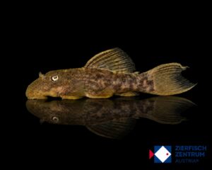 Pseudacanthicus pitanga L-24