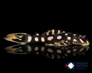 Scobinancistrus raonii L-82