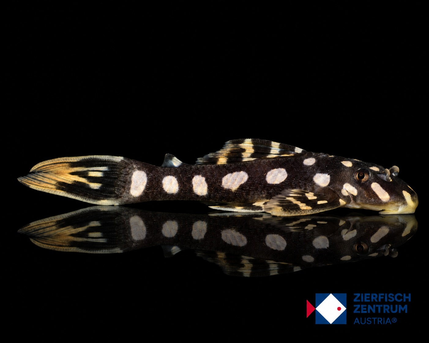 Scobinancistrus raonii L-82