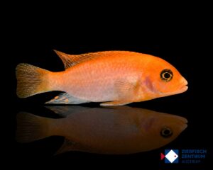 Labidochromis hongi sunflower