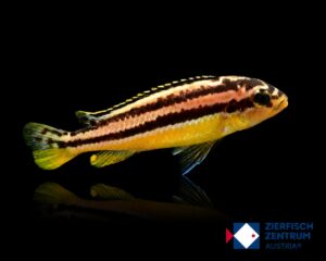 Melanochromis auratus