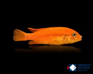 Melanochromis johanni Interruptus Red