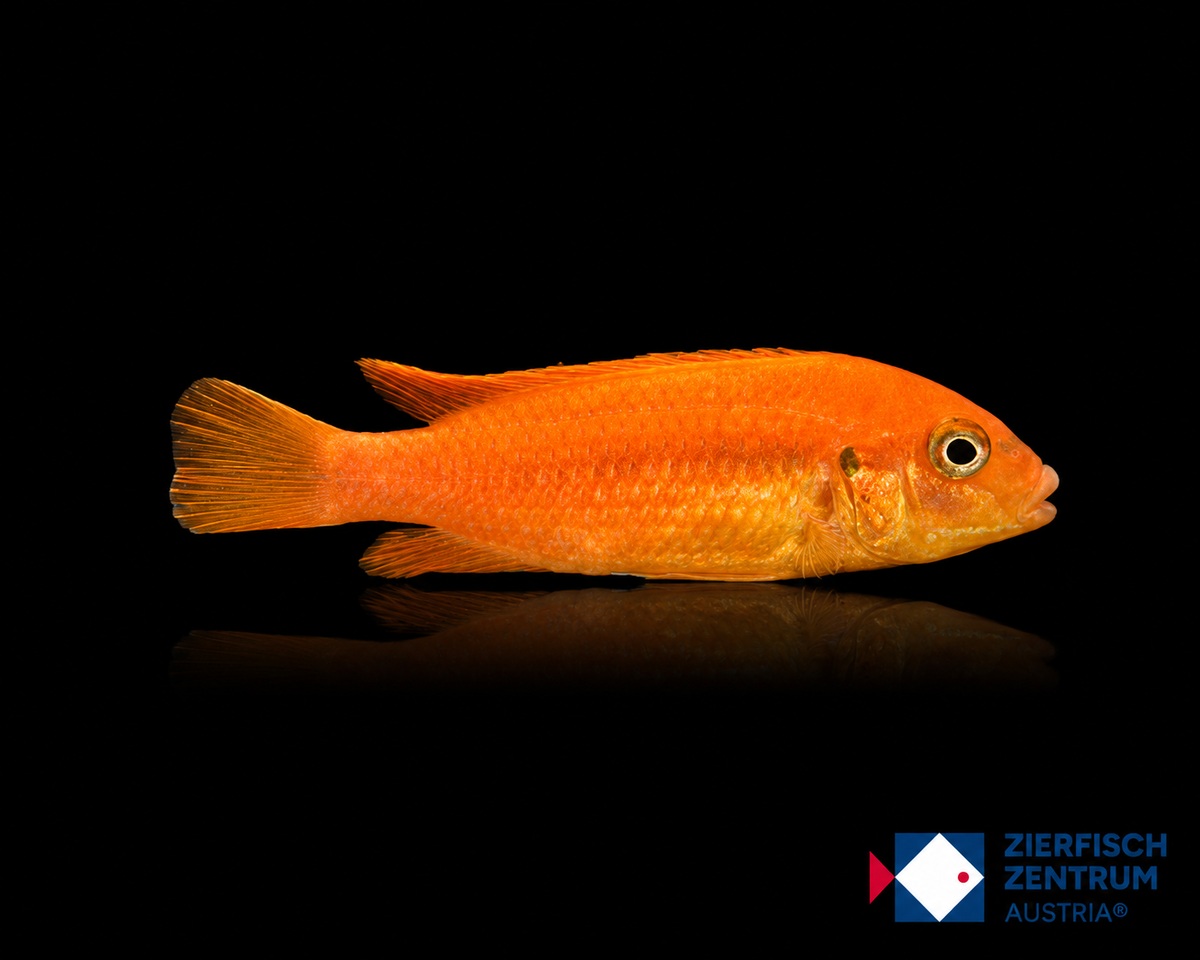 Melanochromis johanni Interruptus Red