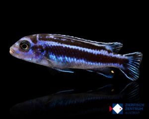 Melanochromis maingano
