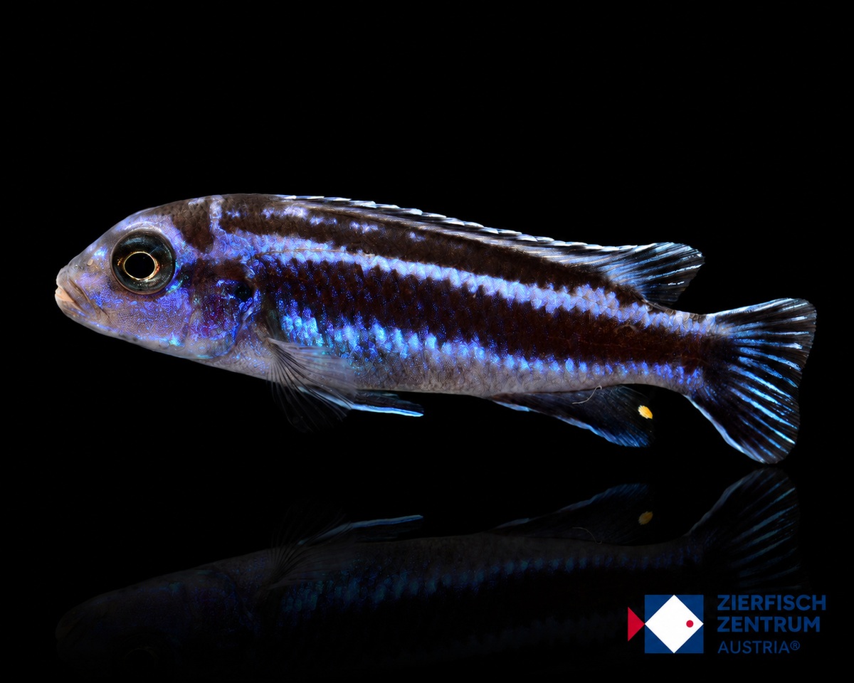 Melanochromis maingano