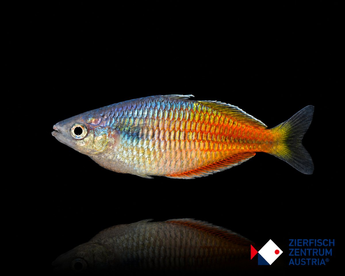 Melanotaenia boesemani L