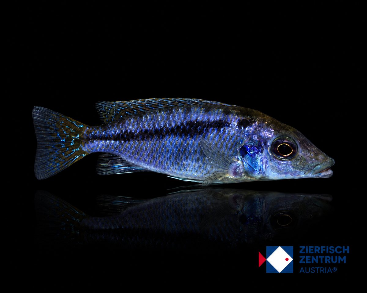 Mylochromis sp. Mchuse