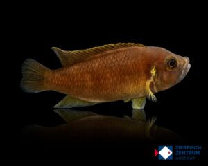 Neolamprologus brevis