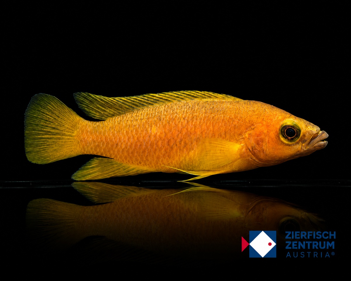 Neolamprologus leleupi