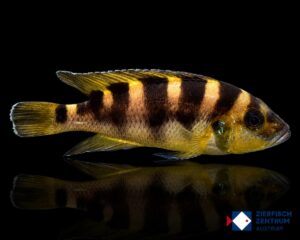 Neolamprologus sexfasciatus Gold