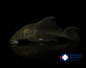 Panaque cf. nigrolineatus laurafabianae L-330