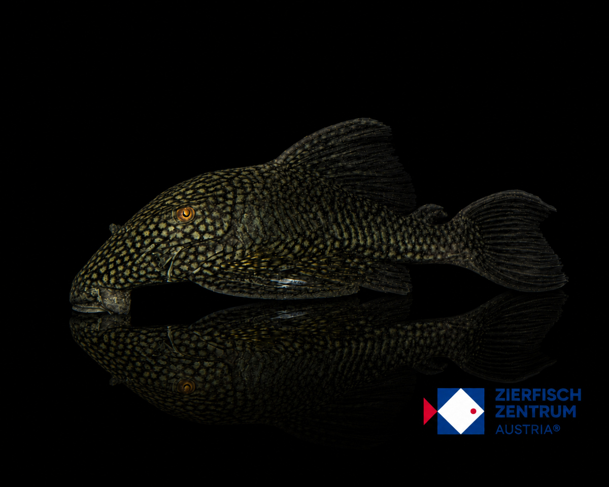 Panaque cf. nigrolineatus laurafabianae L-330