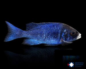 Placidochromis phenochilus mdoka white lips