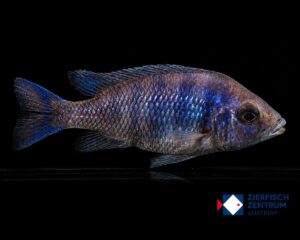 Placidochromis phenochilus lupingu