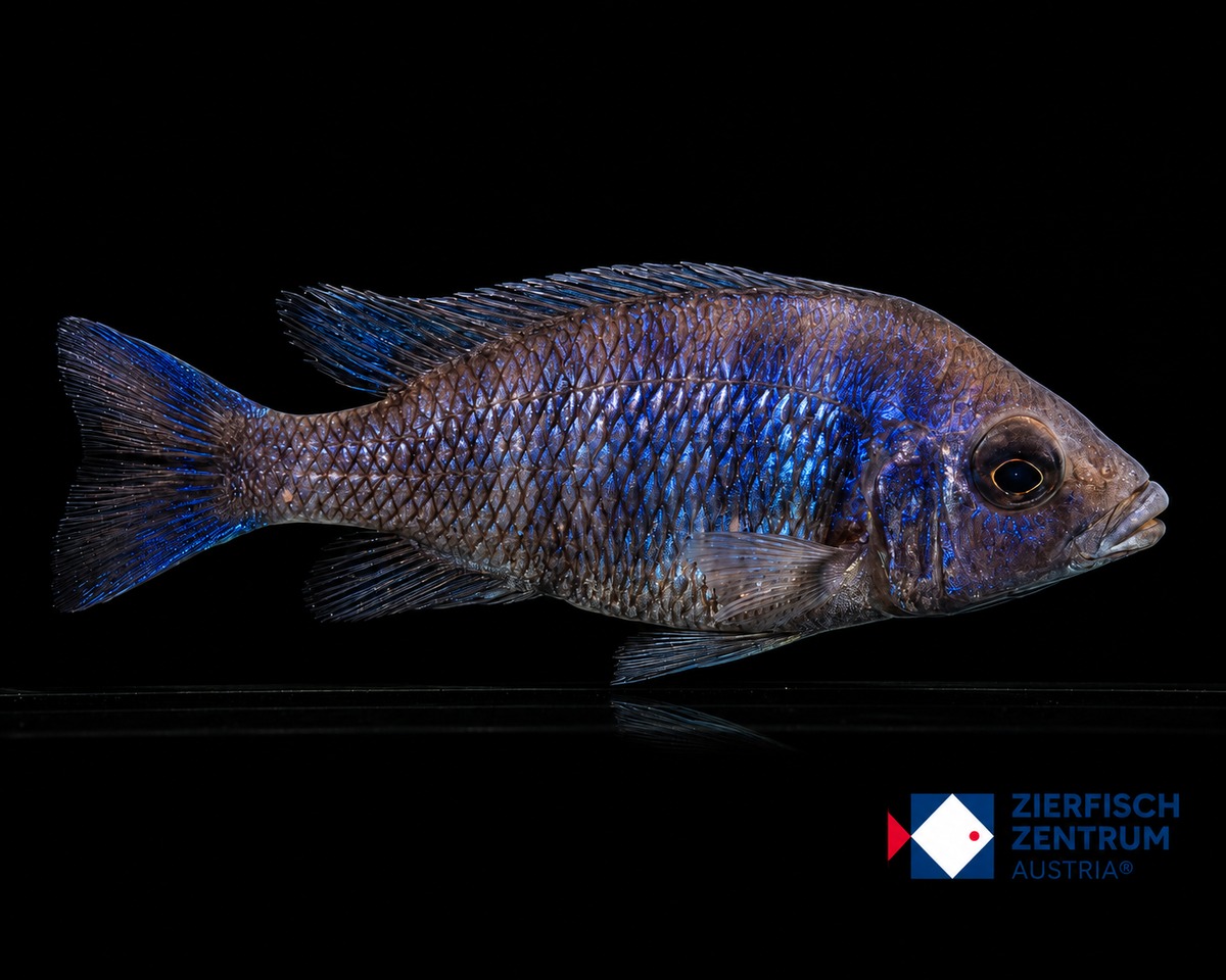 Placidochromis phenochilus lupingu