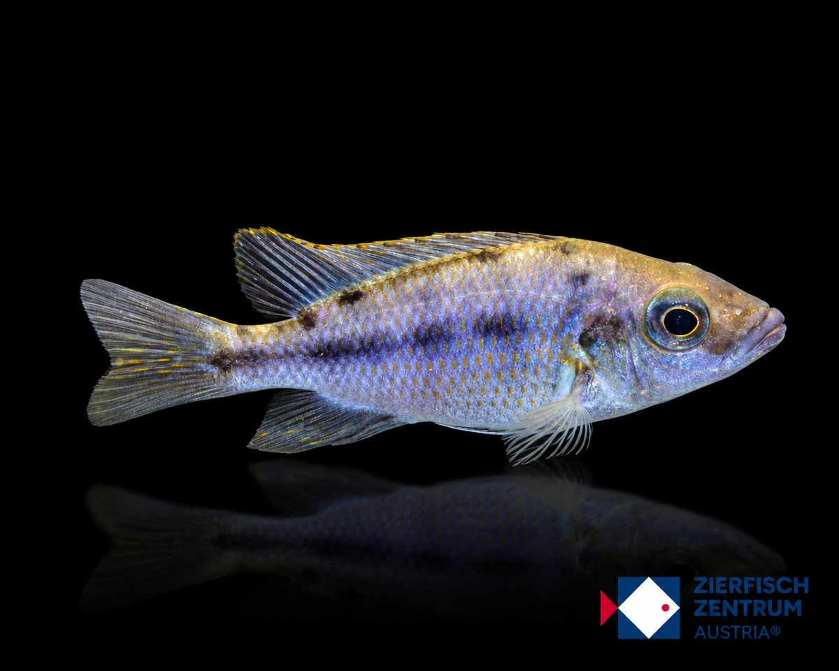 Protomelas lobochilus Hertae