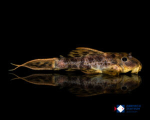 Pseudacanthicus sp. Hybrid L-96 x L-452