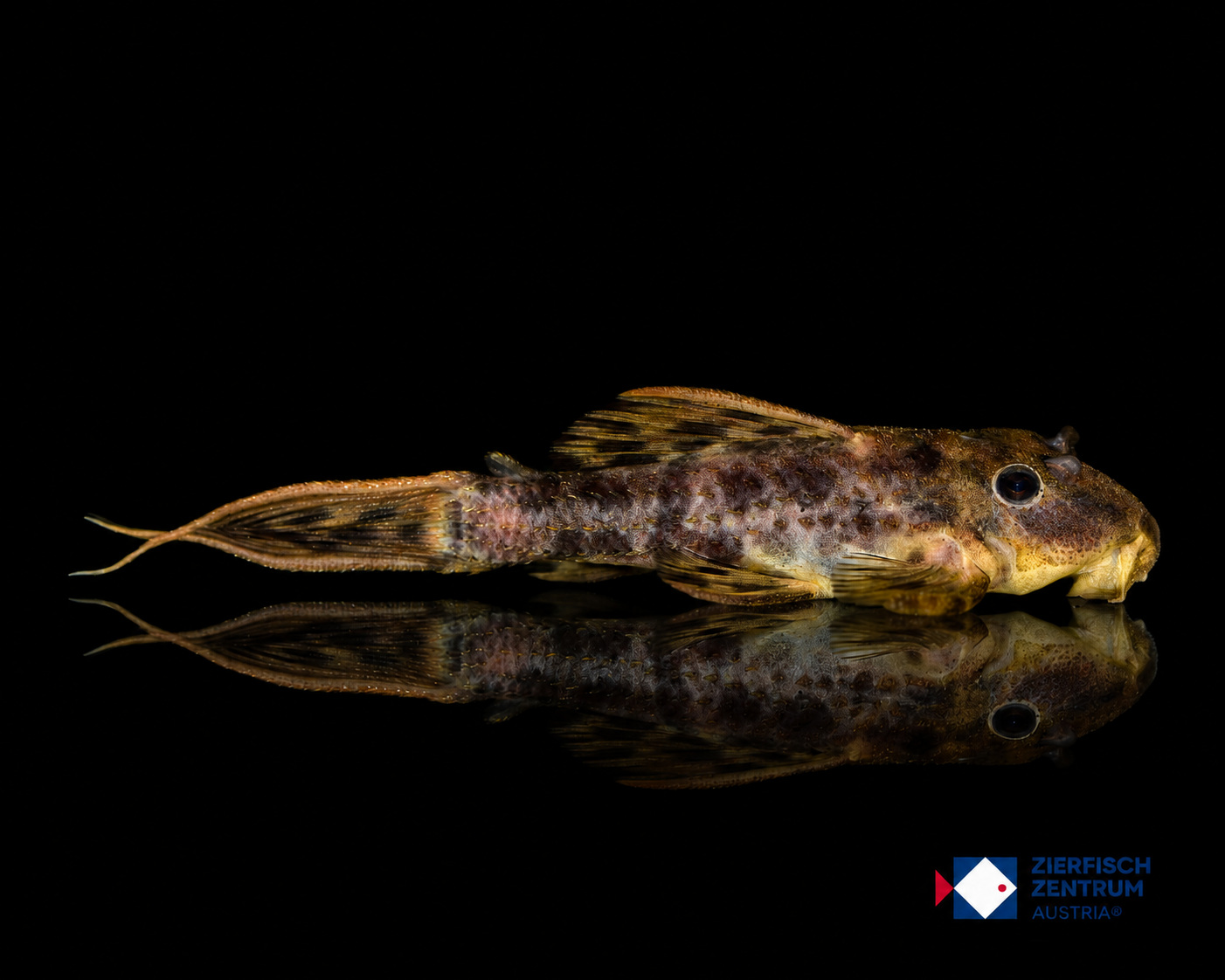 Pseudacanthicus sp. Hybrid L-96 x L-452