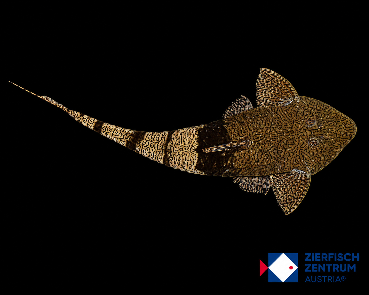 Pseudohemiodon apithanos