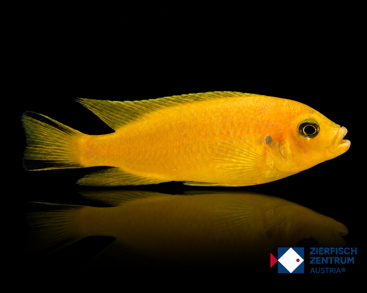 Pseudotropheus spec daktari
