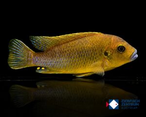 Pseudotropheus williamsi (Blue Lips)