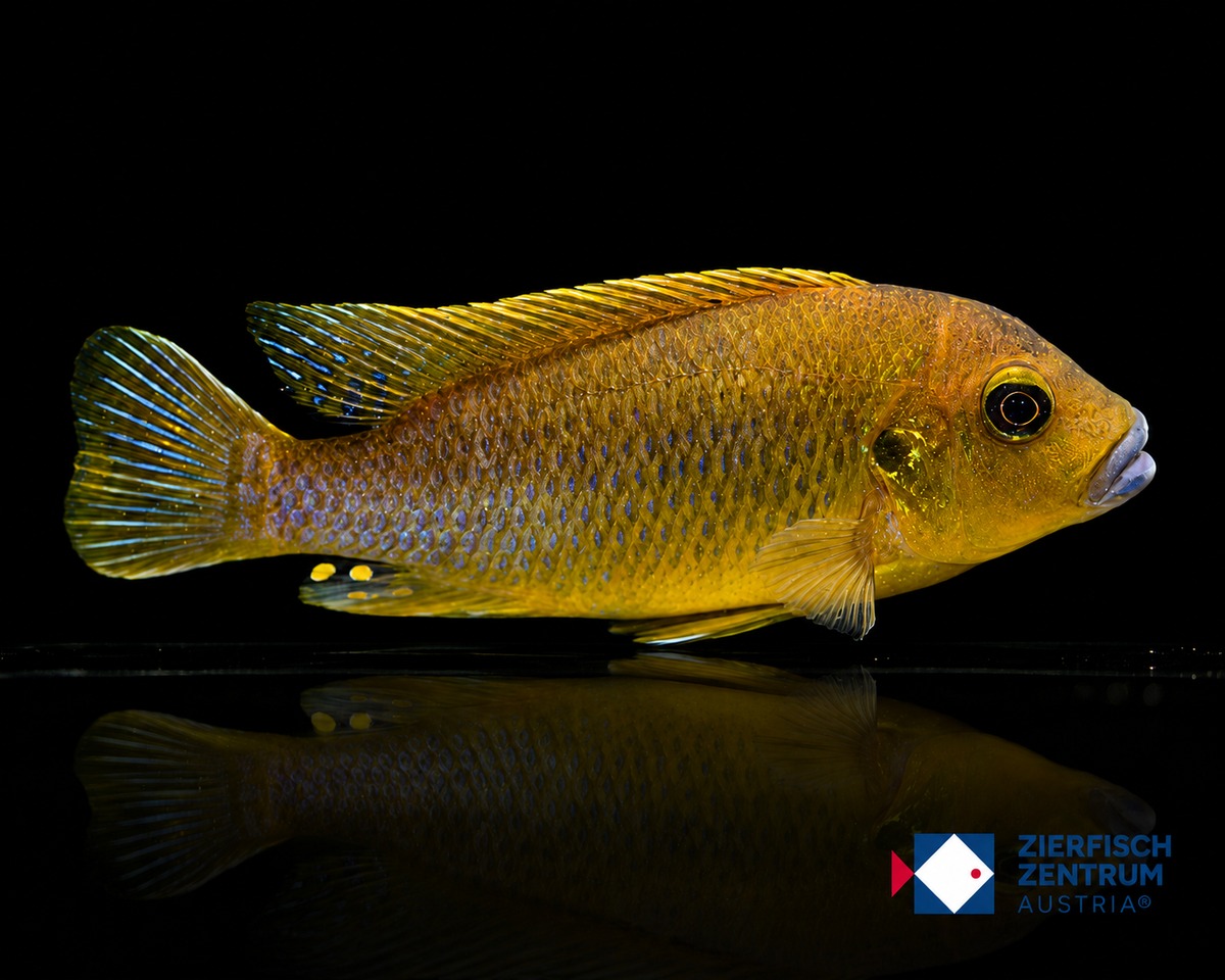 Pseudotropheus williamsi (Blue Lips)