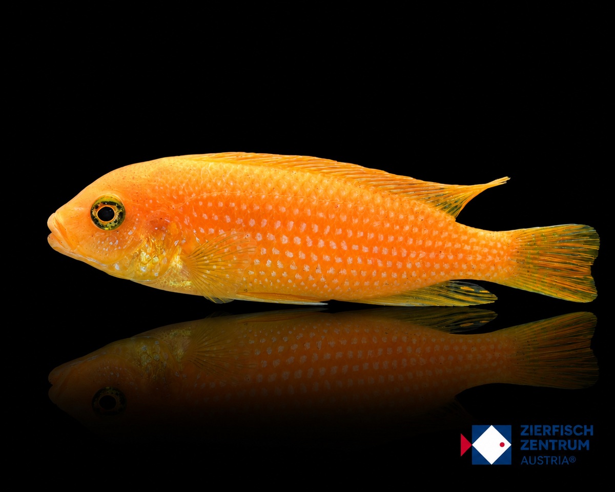 Pseudotropheus zebra red red