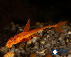 Rineloricaria sp Red