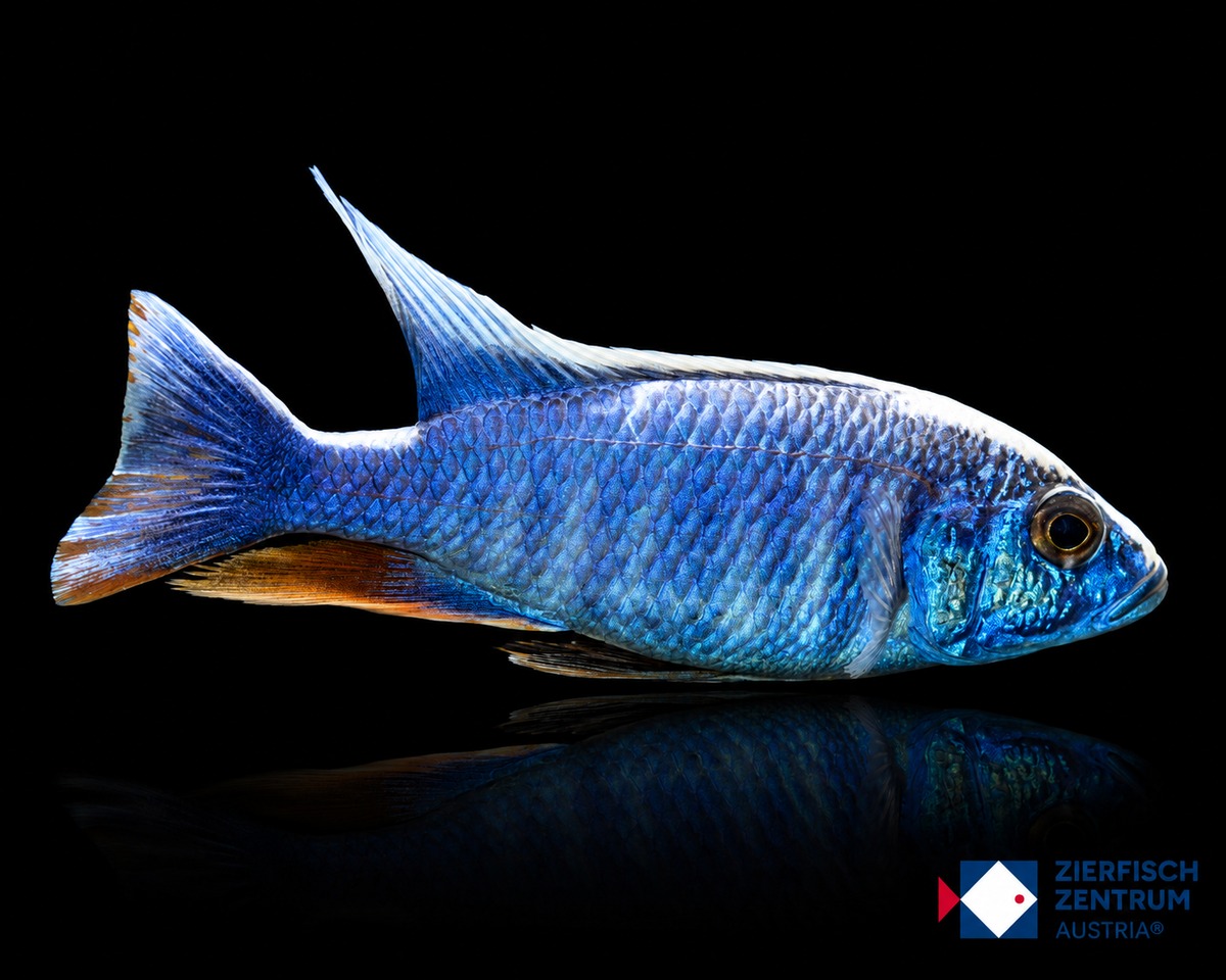 Sciaenochromis fryeri