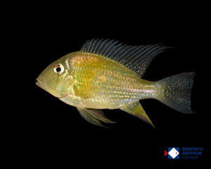 Acarichthys heckelii