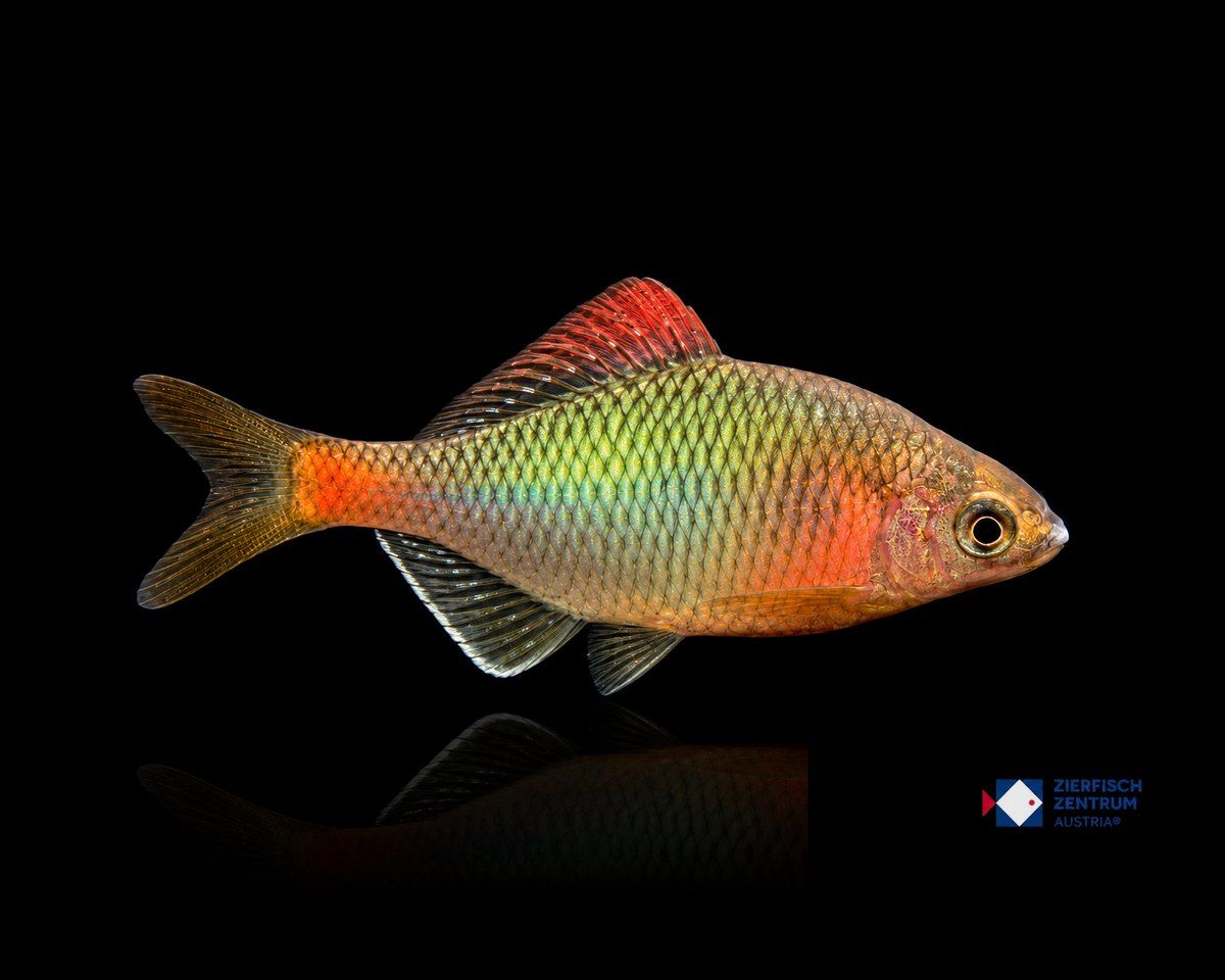 Acheilognathus tonkinensis