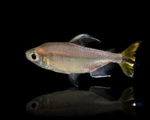 Alestopetersius caudalis