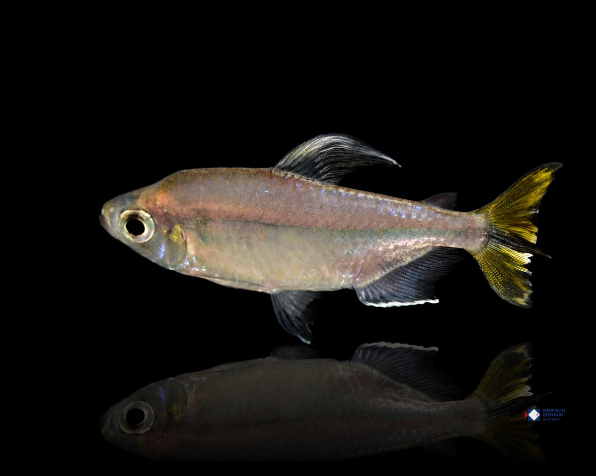Alestopetersius caudalis