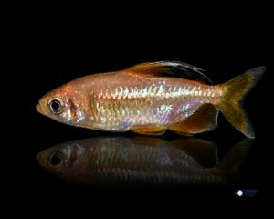 Alestopetersius nigropterus