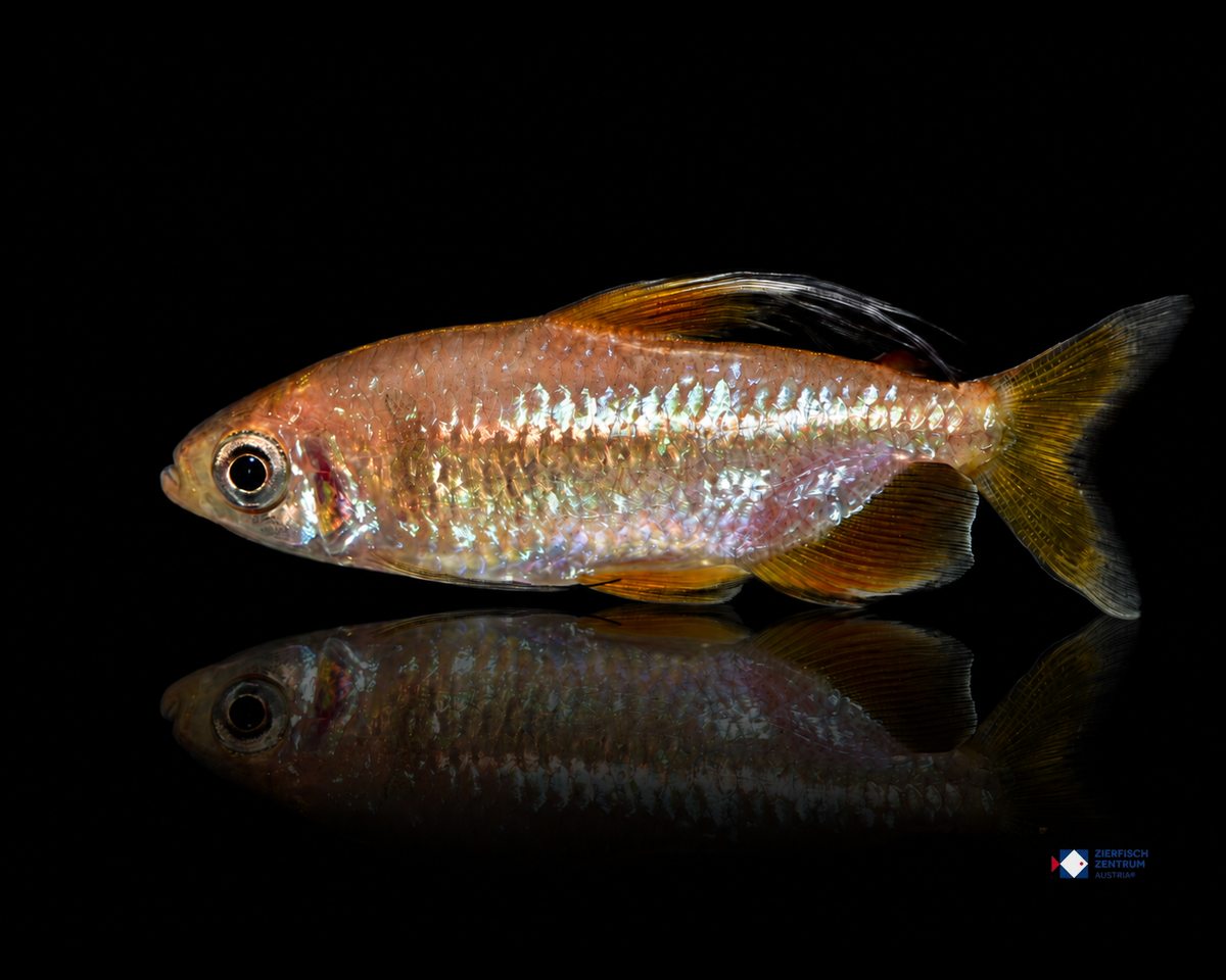 Alestopetersius nigropterus