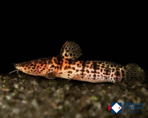 Anaspidoglanis macrostomus