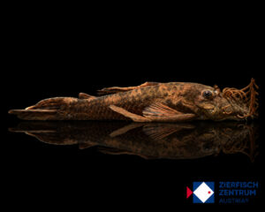 Ancistrus spec. tocantins
