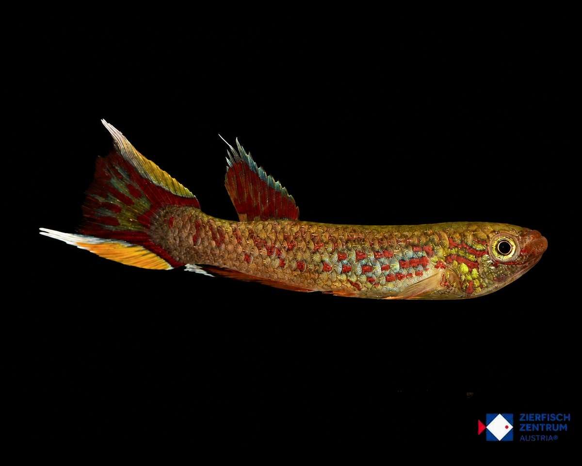 Aphyosemion australe