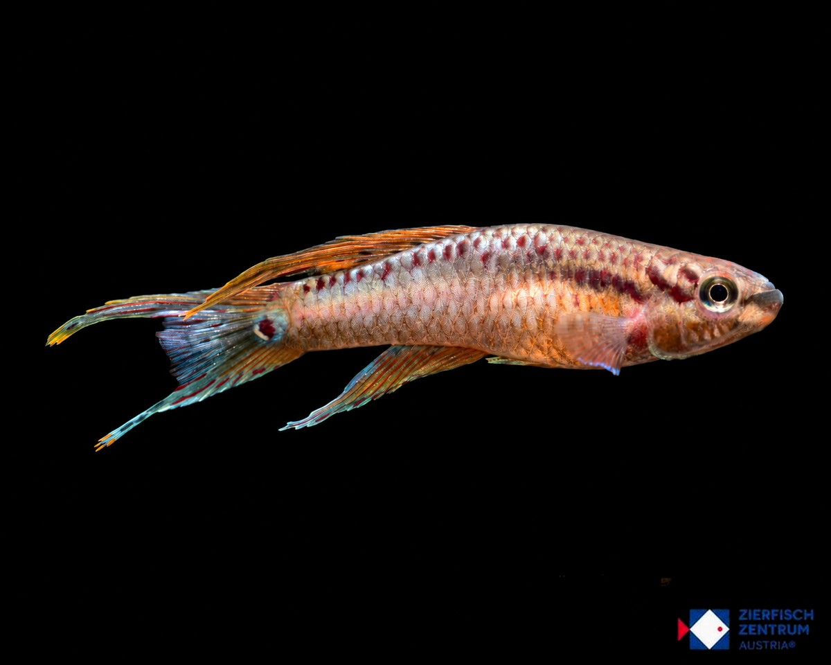 Aphyosemion bivittatum Biafra