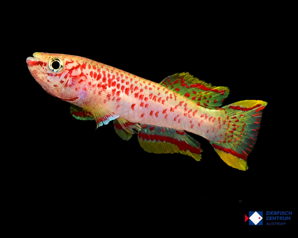 Fundulopanchax gardneri Gold