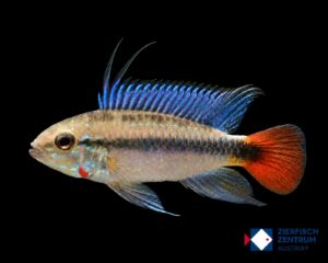 Apistogramma erythrura
