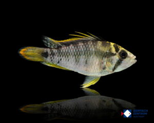Apistogramma baenschi Inka