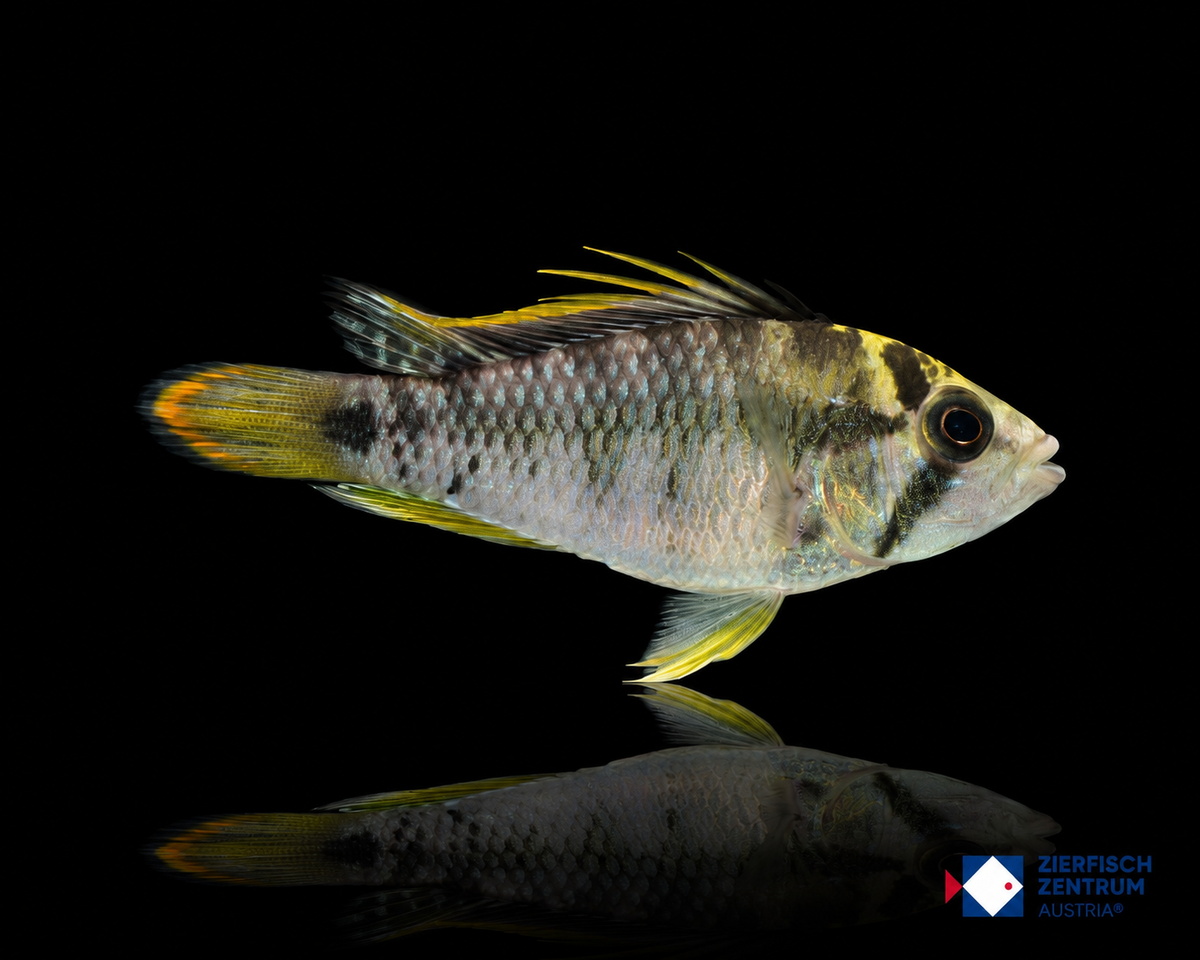 Apistogramma baenschi Inka