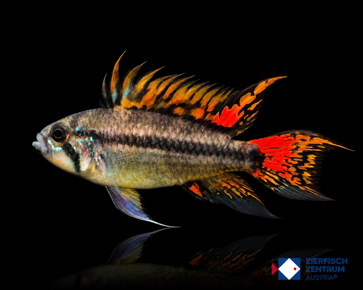 Apistogramma cacatuoides