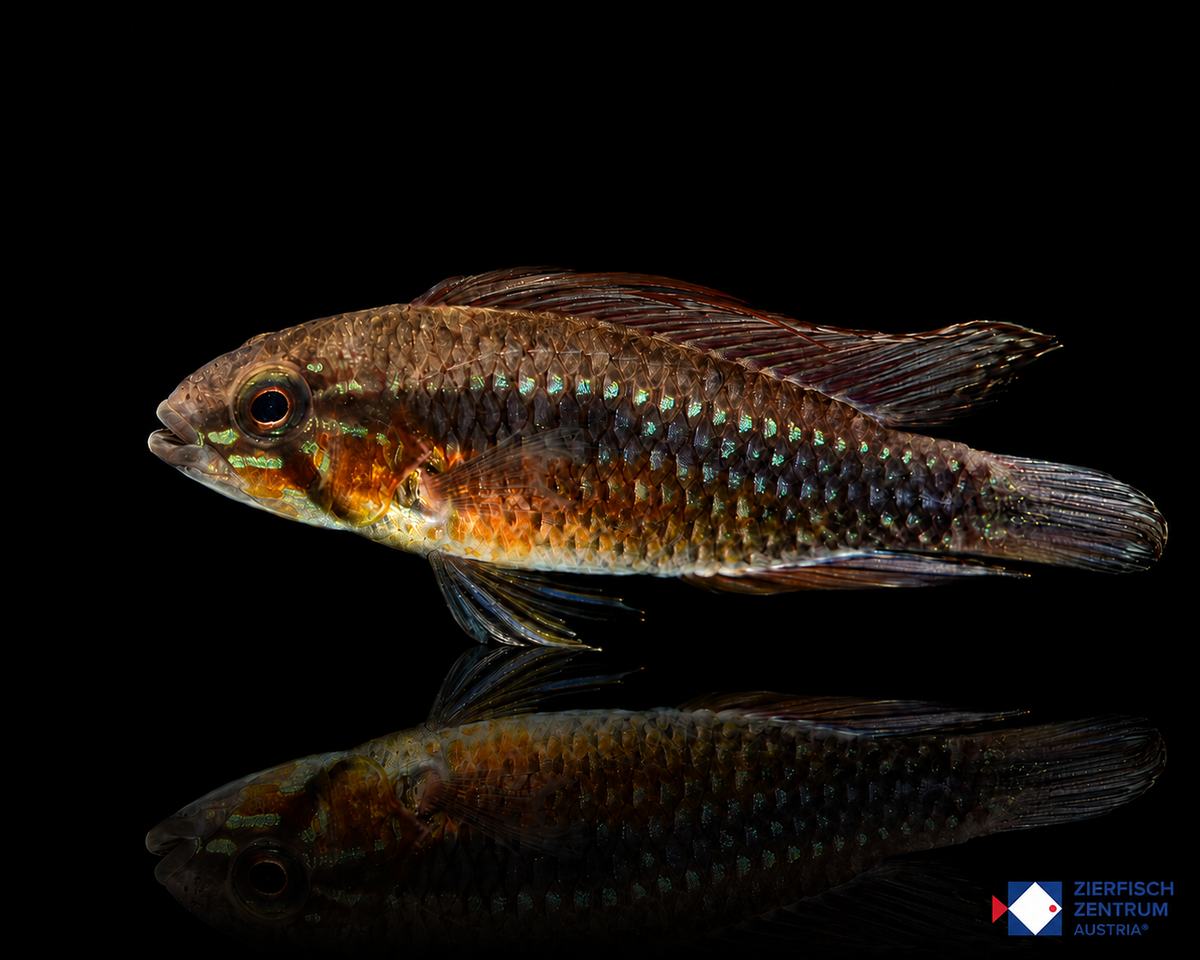 Apistogramma elizabethae