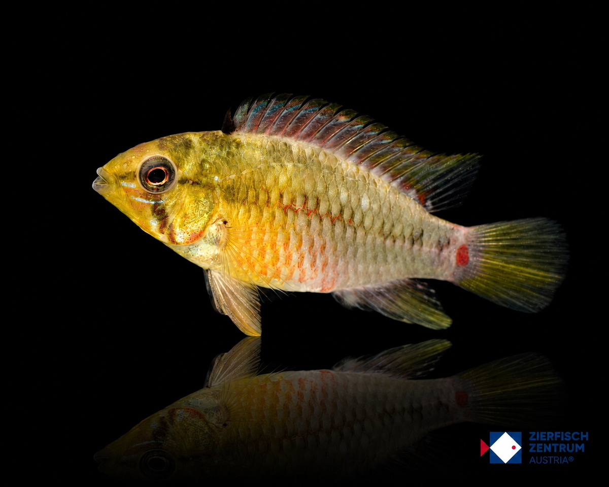 Apistogramma hongsloi