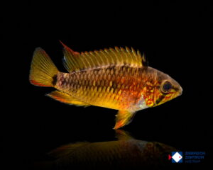 Apistogramma macmasteri